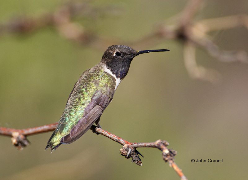 Black-chinned Hummingbird;Hummingbird;Archilochus alexandri;One;one animal;avifauna;bird;birds;feather;feathered;outdoors;outside;untamed;wild;color;color photograph;daytime;close up;color image;photography;animals in the wild;feathers;wilderness;perch;perching;watching;watchful